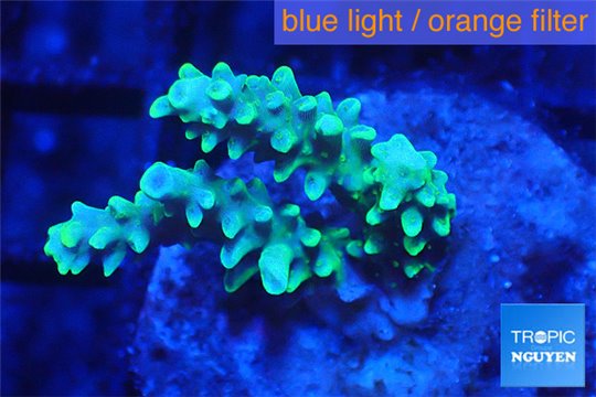 Acropora green purple 3-4 cm WYSIWYG acclimaté