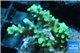 Acropora green purple 3-4 cm WYSIWYG acclimaté