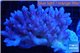 Acropora strawberry short cake Australia premium 8-12 cm WYSIWYG acclimaté