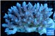 Acropora strawberry short cake Australia premium 8-12 cm WYSIWYG acclimaté