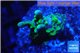 Montipora green & purple polyps 2-3 cm WYSIWYG acclimaté