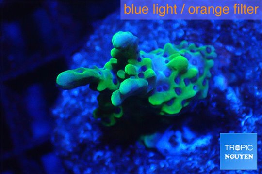 Montipora green & purple polyps 2-3 cm WYSIWYG acclimaté