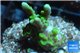 Montipora green & purple polyps 2-3 cm WYSIWYG acclimaté