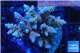 Acropora tenuis tricolor Indonesia premium 7-11 cm WYSIWYG acclimaté