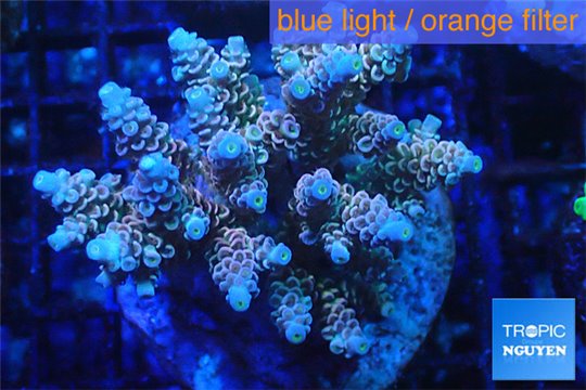 Acropora tenuis tricolor Indonesia premium 7-11 cm WYSIWYG acclimaté