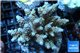 Acropora tenuis tricolor Indonesia premium 7-11 cm WYSIWYG acclimaté