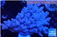 Acropora pink strawberry table 7-12 cm WYSIWYG acclimaté