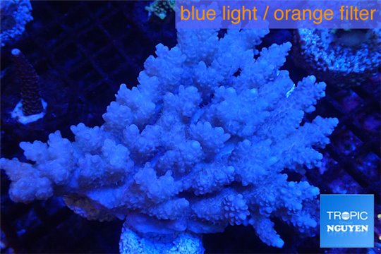 Acropora pink strawberry table 7-12 cm WYSIWYG acclimaté