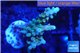 Acropora blue tip & green polyps 2-4 cm WYSIWYG acclimaté