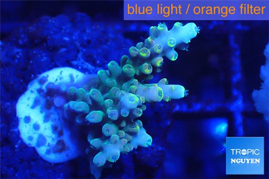 Acropora blue tip & green polyps 2-4 cm WYSIWYG acclimaté