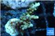 Acropora blue tip & green polyps 2-4 cm WYSIWYG acclimaté