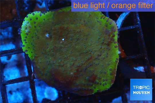 Montipora Fijii purple blue 3-4 cm WYSIWYG acclimaté