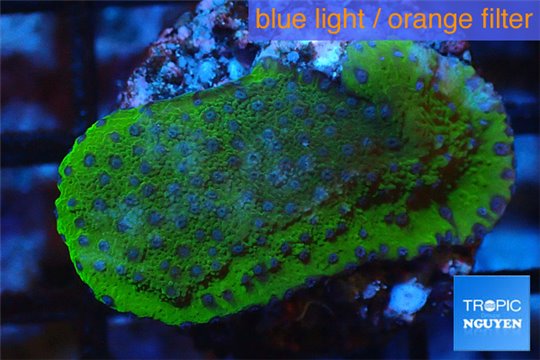 Montipora Fijii purple blue 3-4 cm WYSIWYG acclimaté