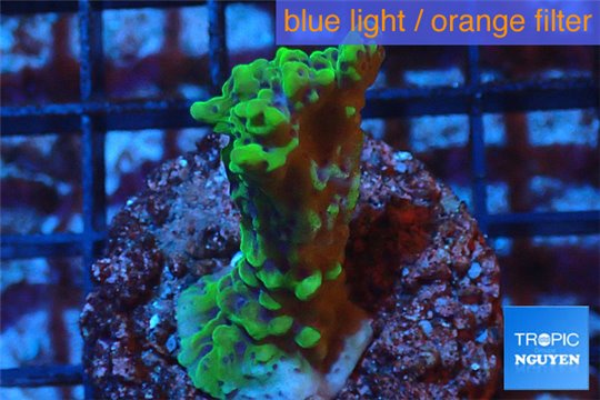 Montipora green & purple polyps 2-4 cm WYSIWYG acclimaté