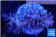 Acropora echinata ice fire Australia premium 4-6 cm WYSIWYG acclimaté