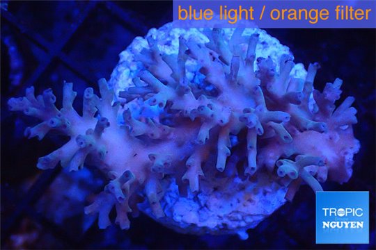 Acropora echinata ice fire Australia premium 4-6 cm WYSIWYG acclimaté