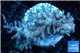 Acropora echinata ice fire Australia premium 4-6 cm WYSIWYG acclimaté