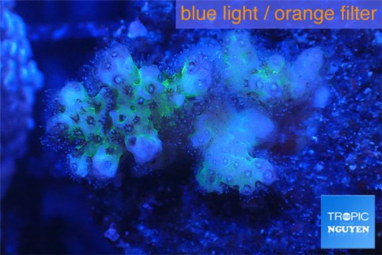 Pocillopora damicornis pink tip 2-3 cm WYSIWYG acclimaté