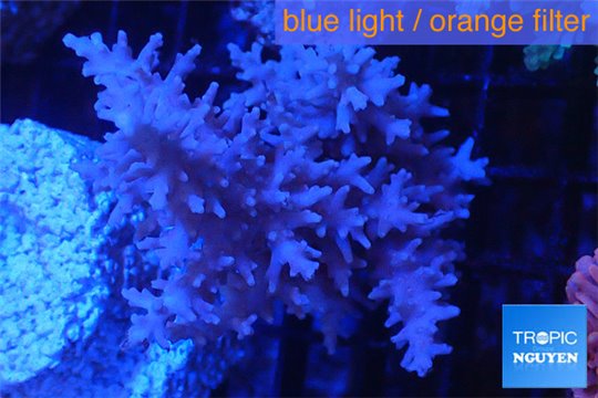 Acropora echinata pink Australia premium 6-8 cm WYSIWYG acclimaté