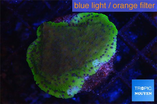 Montipora Fijii purple blue 3-4 cm WYSIWYG acclimaté