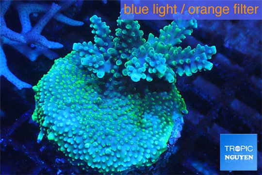 Acropora green blue 4-6 cm WYSIWYG acclimaté