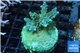 Acropora green blue 4-6 cm WYSIWYG acclimaté