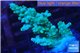 Acropora green 3-4 cm WYSIWYG acclimaté