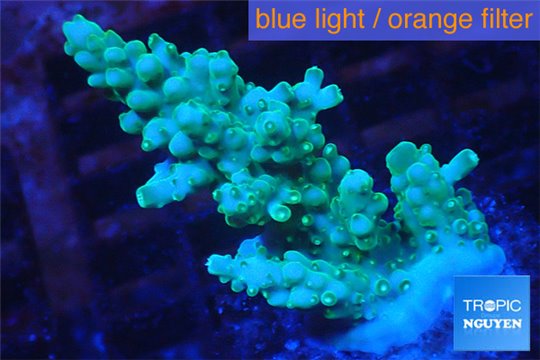 Acropora green 3-4 cm WYSIWYG acclimaté