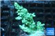 Acropora green 3-4 cm WYSIWYG acclimaté