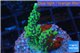 Montipora green & purple polyps 2-4 cm WYSIWYG acclimaté