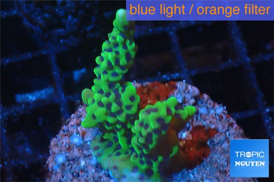 Montipora green & purple polyps 2-4 cm WYSIWYG acclimaté