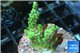 Montipora green & purple polyps 2-4 cm WYSIWYG acclimaté