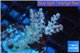 Acropora purple pink 2-4 cm WYSIWYG acclimaté