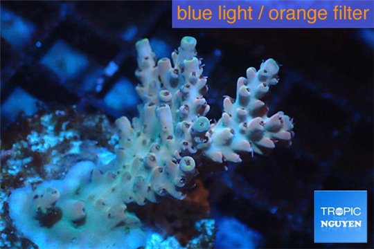 Acropora purple pink 2-4 cm WYSIWYG acclimaté