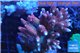 Acropora hyacinthus pink & blue tip premium 8-12 cm WYSIWYG acclimaté