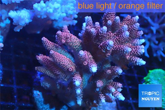 Acropora hyacinthus pink & blue tip premium 8-12 cm WYSIWYG acclimaté