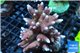 Acropora hyacinthus pink & blue tip premium 8-12 cm WYSIWYG acclimaté