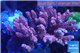 Acropora millepora pink 8-12 cm WYSIWYG acclimaté