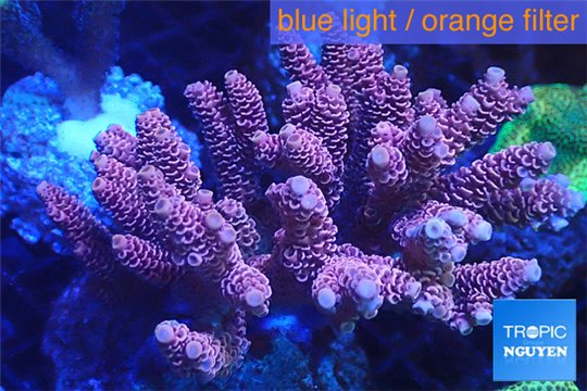 Acropora millepora pink 8-12 cm WYSIWYG acclimaté