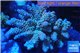 Acropora Walt Disney purple blue premium 7-12 cm WYSIWYG acclimaté