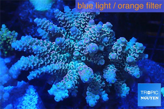 Acropora Walt Disney purple blue premium 7-12 cm WYSIWYG acclimaté