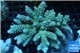 Acropora Walt Disney purple blue premium 7-12 cm WYSIWYG acclimaté