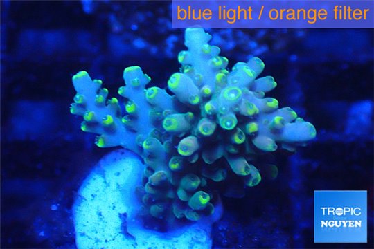 Acropora golden blue tip 3-5 cm WYSIWYG acclimaté