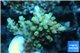 Acropora golden blue tip 3-5 cm WYSIWYG acclimaté