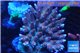 Acropora hyacinthus pink & blue tip premium 8-12 cm WYSIWYG acclimaté