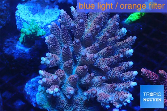 Acropora hyacinthus pink & blue tip premium 8-12 cm WYSIWYG acclimaté