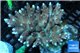 Acropora hyacinthus pink & blue tip premium 8-12 cm WYSIWYG acclimaté