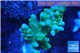 Acropora green 3-5 cm WYSIWYG acclimaté