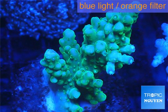 Acropora green 3-5 cm WYSIWYG acclimaté