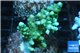 Acropora green 3-5 cm WYSIWYG acclimaté